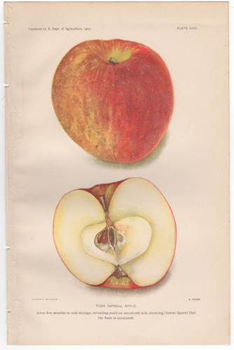 York Imperial Apple